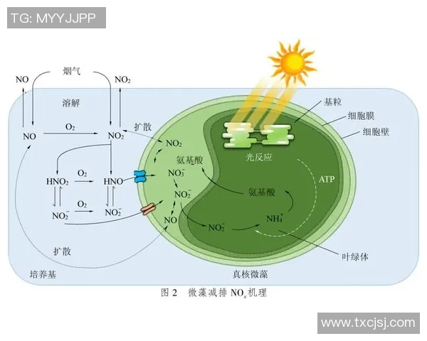足球明星的职业生涯与健康长寿的关系探讨及其影响因素分析